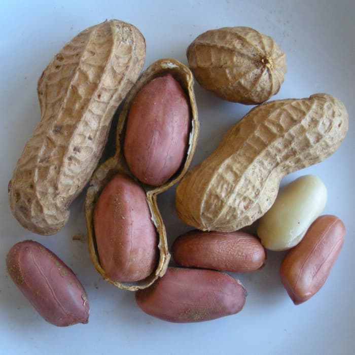 Fresh peanuts not salted, not roasted, just natural. Ready to plant in the ground.