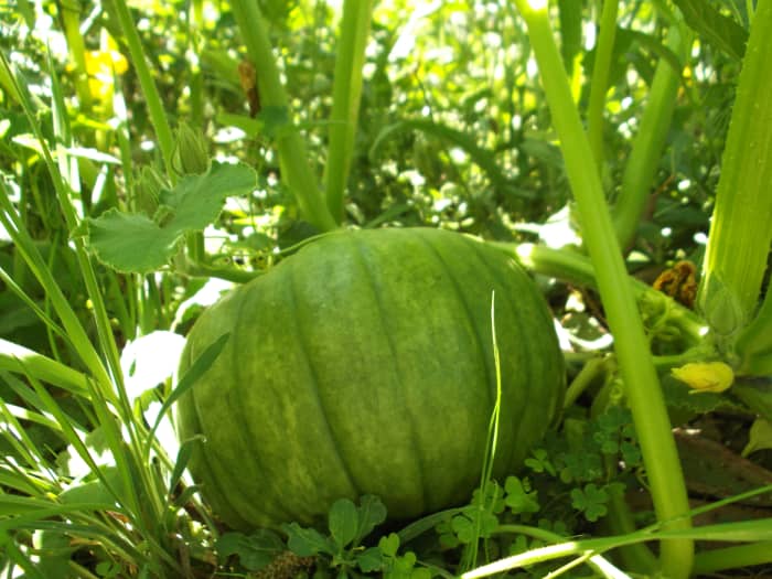Organic gardening offers a different perspective on weeds. Ask yourself how, when, and why you need to remove weeds. You'll discover the answer is not 'all the time'. Pumpkins grow larger than most weeds. This one shelters beneath its own leaves.