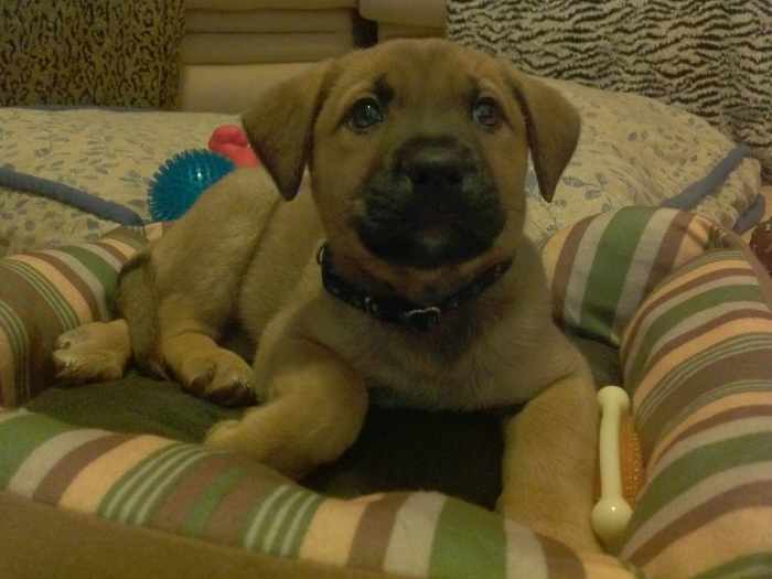 Benefits of Raw Pumpkin Seeds for You and Your Dog HubPages