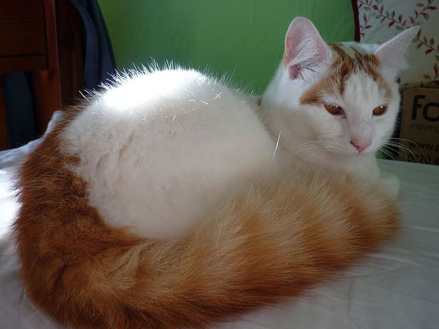 A gorgeous example of the Turkish Van Cat. This van exhibits the classic "Ringed" tail pattern of a Turkish Van.