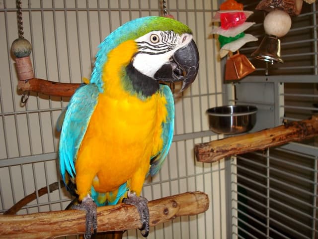 When a Parrot Refuses to Step Up - PetHelpful