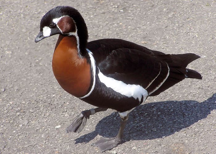 Red Breasted Goose - Branta ruficollis