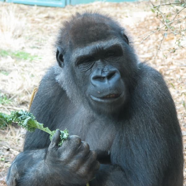Mountain Gorilla- Gorilla beringei beringei