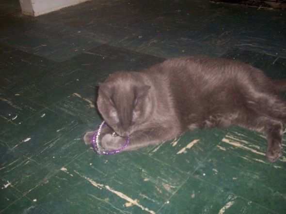 Kitty Having Fun with Crafted Toy