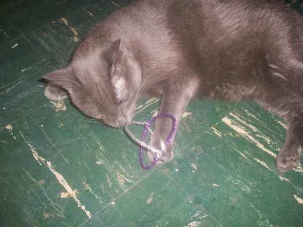 Kitteh Falling Asleep After Playing Hard