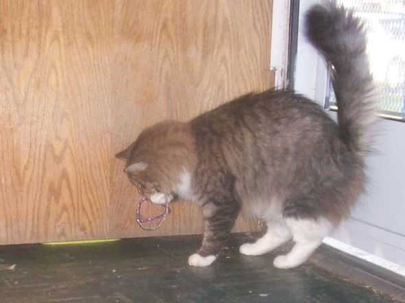 Maine Coon Playing with Homemade Cat Toy