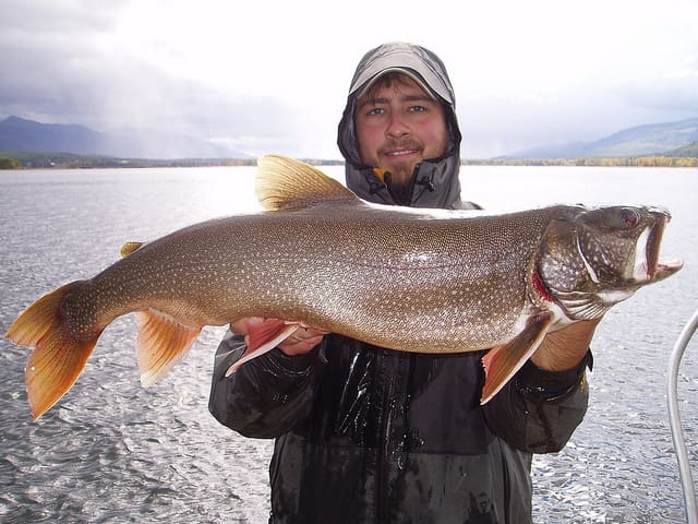 How to catch lake trout—here's a full-size adult lake trout caught trolling plugs.