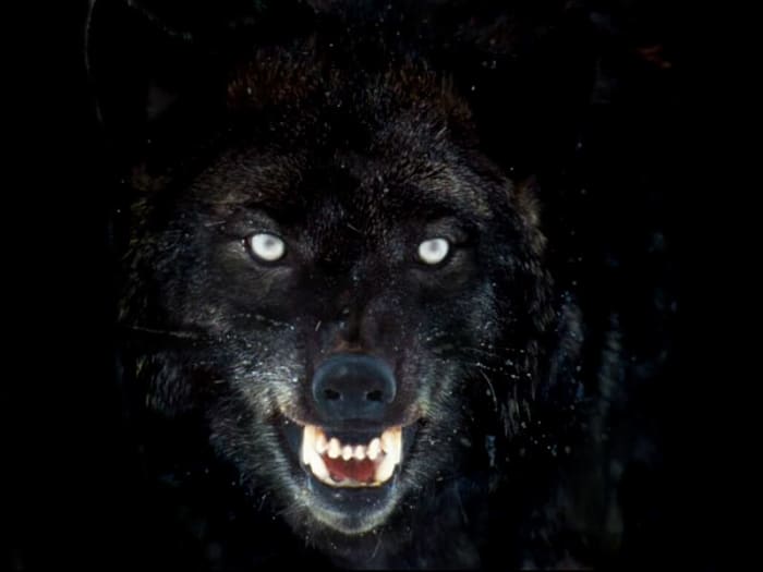 Feel the hot, foul breath on your brow, see the yellowing fangs dripping saliva - but do not look into those white-hot, angry eyes that bear a grudge against his captors...