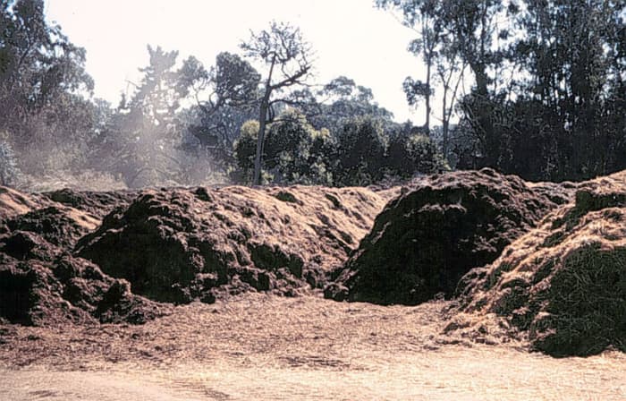 Pictured: Decomposing barnyard manure. Manure that's tainted with the herbicide aminopyralid from Dow AgroScience will ruin your vegetable garden, even if it's composted.