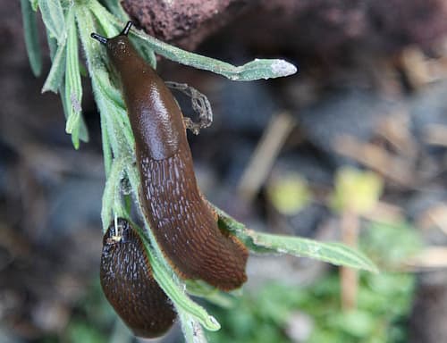 Why Slugs? A short and simple explanation for why slugs are beneficial ...