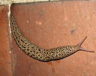 Why Slugs? A short and simple explanation for why slugs are beneficial ...