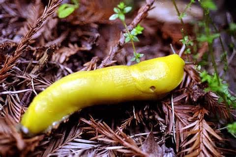 Why Slugs? A short and simple explanation for why slugs are beneficial ...