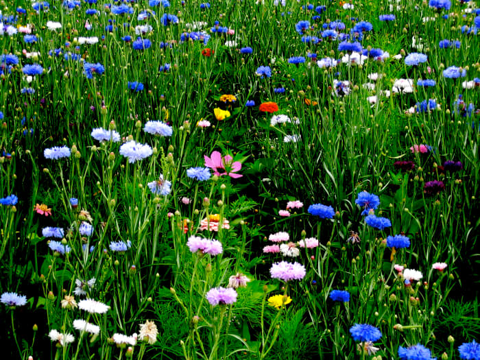what-are-bach-flower-remedies-an-overview
