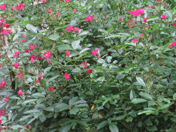 'Robin Hood' Climbing Rose Bush is loaded with flowers, thorns, beneficial insects and nesting spots!