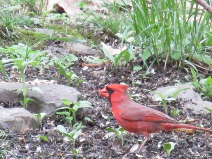 Male Northern Cardinal foraging under feeders. They love sunflower seeds, but they go crazy for pumpkin seeds!
