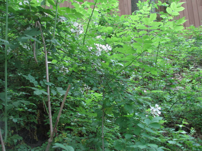 My Wild Climbing Rose Bush provides sweet fragrance, and lots of tangles to thwart predators. In the fall it has loads of rose hips. Cardinals regularly nest here, as well as titmice.