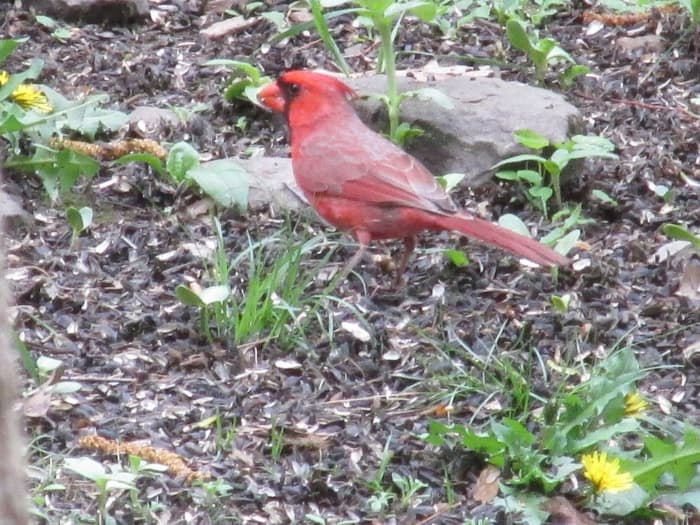 Male Northern Cardinal needs to forage constantly to keep his mate fed, while she waits for her eggs to hatch.