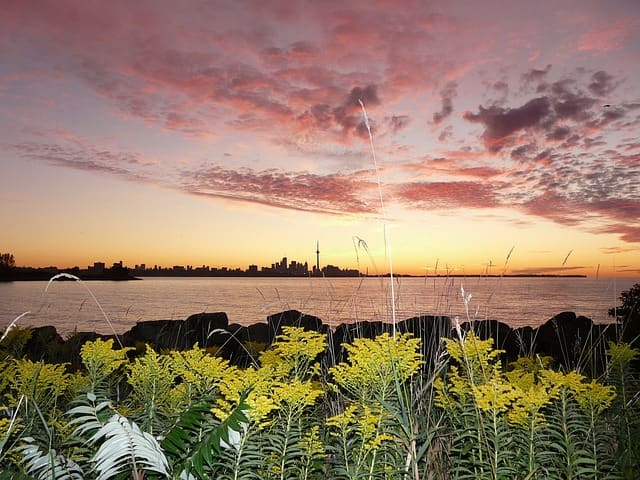 Lake Ontario near Toronto. Is marijuana a weed, as Dr. Sussman states? It does contain allergens.