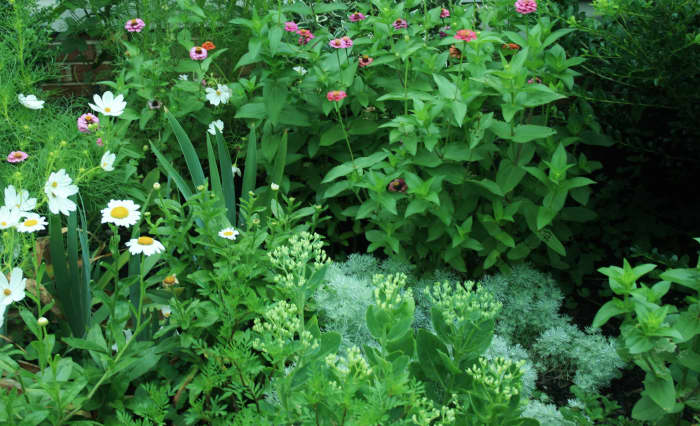 Shasta daisies, Autumn Joy sedum, zinnia, love-in-the-mist, silver mound & marigolds easily mask the soaker hose in our flowerbed.