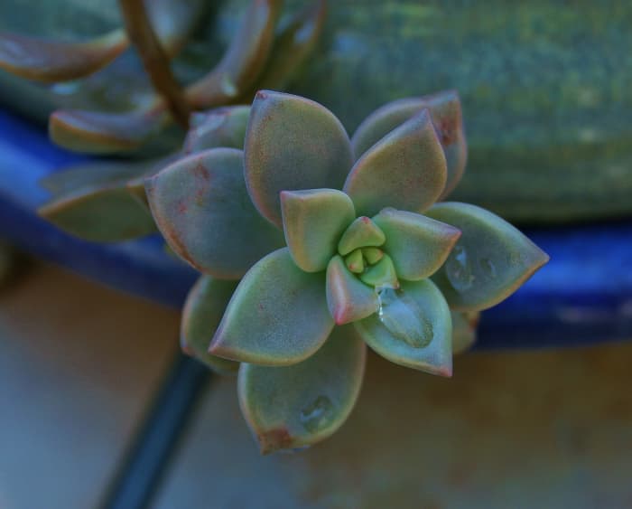 Plants with tough foliage may not wilt in a heat wave, but that doesn't mean they aren't stressed.