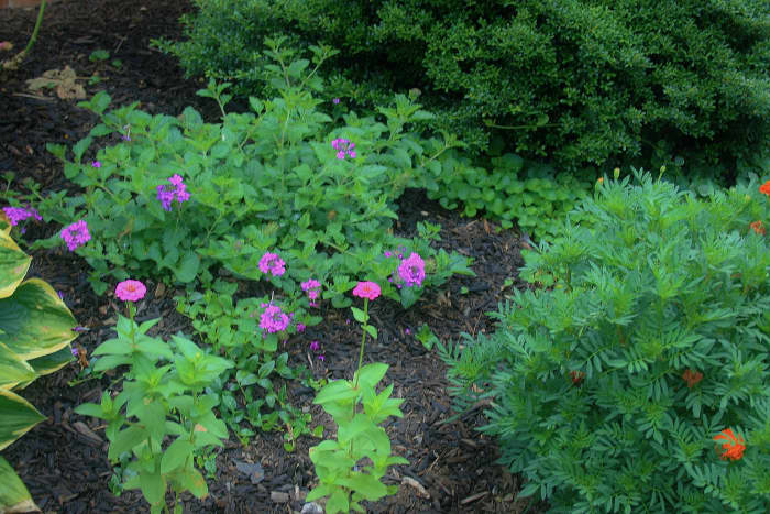 Can you spot the soaker hose? It's just hard to see thanks to plant life & about an inch of shredded bark mulch.