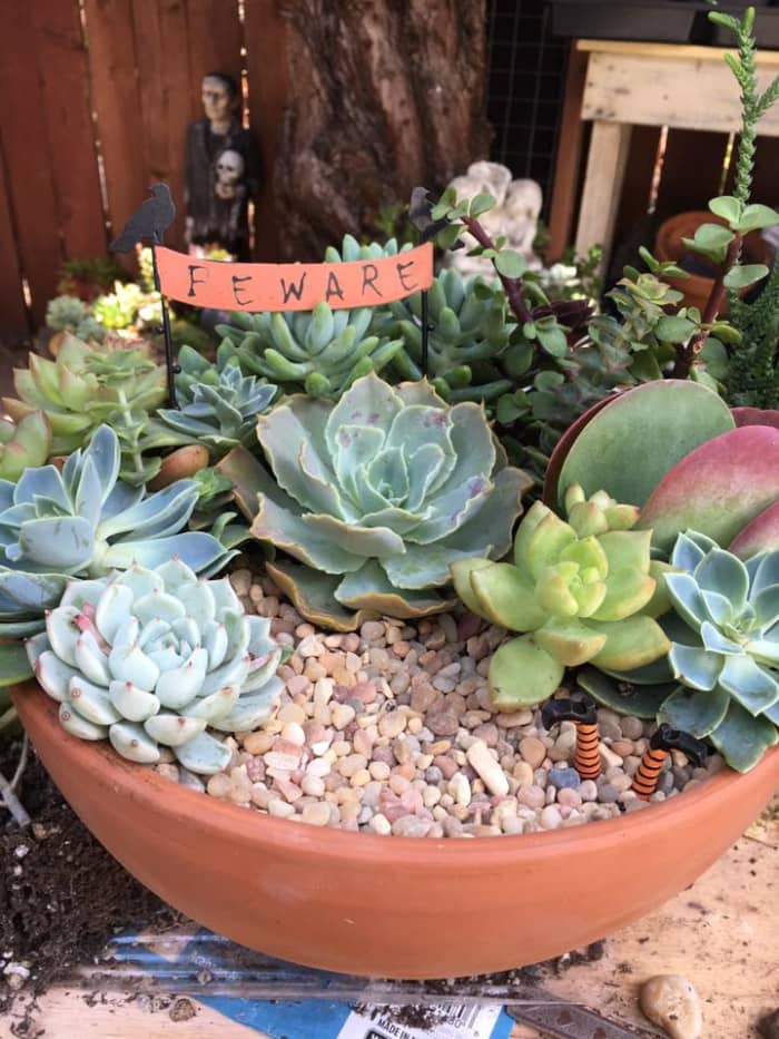 Diane, a member of the Fairy Garden Believers on Facebook, shared this delightful Halloween fairy garden. I love the BEWARE sign and the variety of succulents she used. Don't miss the witch's legs sticking up from the gravel area.