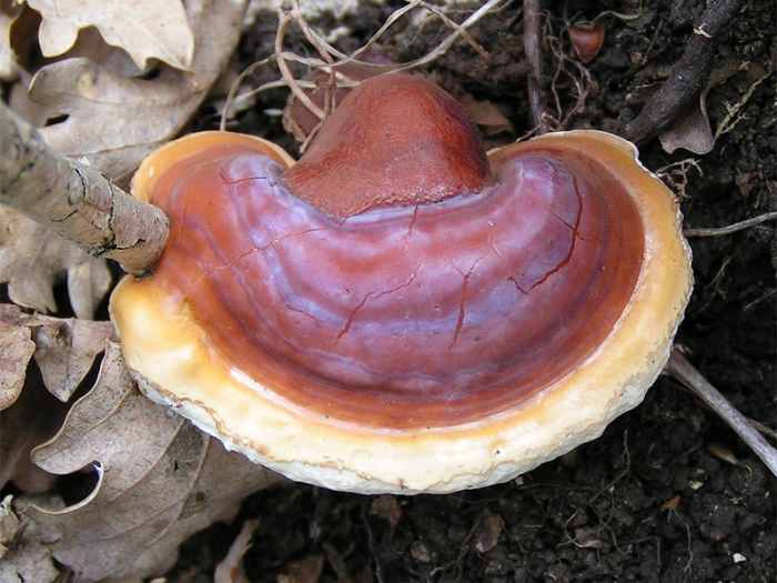 The Side Effects of Ganoderma Lucidum Extract HubPages