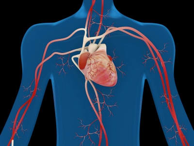 Arteries are channels through which blood (life and power) flows throughout the body and pumped through the heart.