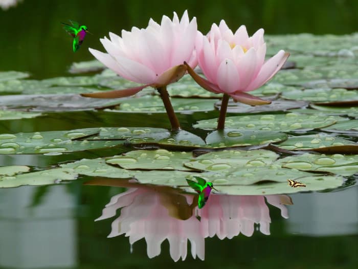 How to make a Lotus Flower. Simple version and Origami