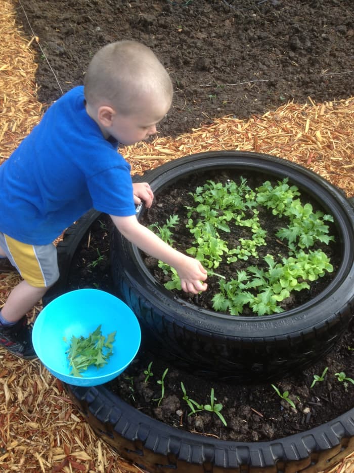 Here old tires are used to make a raised garden bed for "cut and come again" lettuces and spinach around the base.