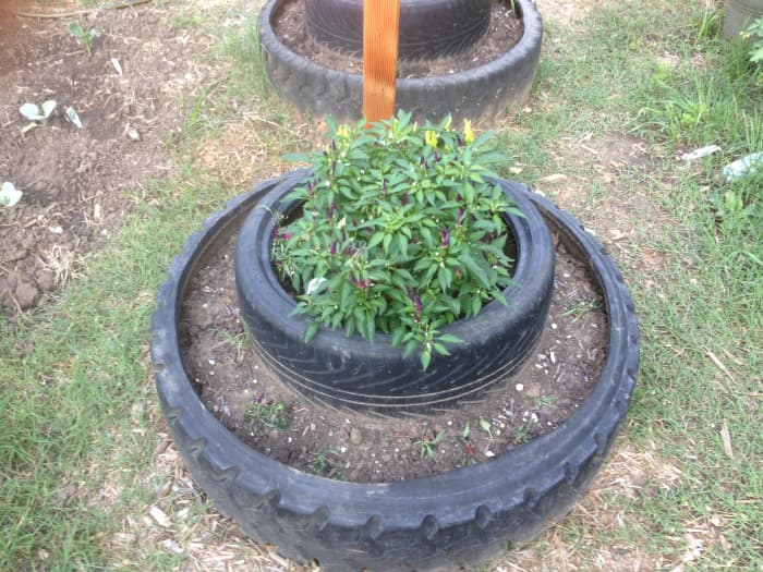 Miniature pepper plants planted in a double tier used tire raised palnter.