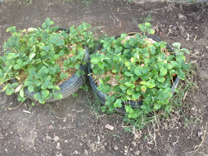 Everbearing and Junebearing strawberry plants planted in a used tire planter.