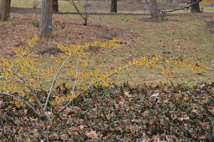 Witch Hazel - Hamamelis 'Heinrich Bruns' - A lovely little tree or shrub to have in the early spring.