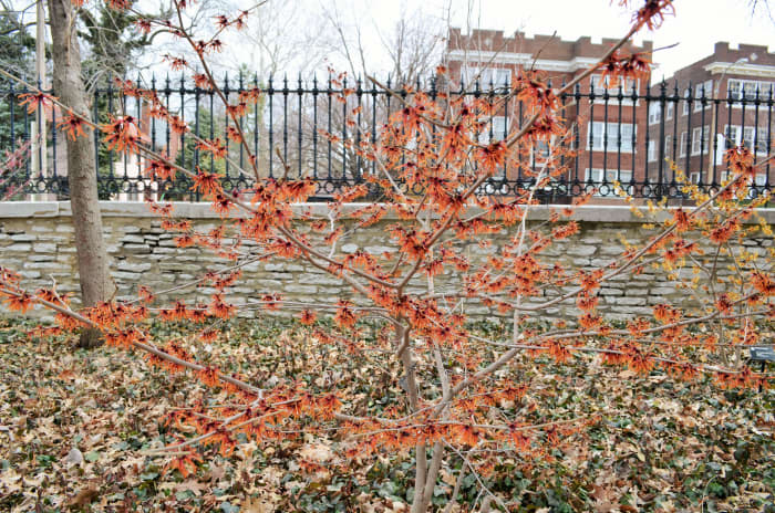 Hamamelis x Intermedia 'Diane' Hamamelidaceae. This might be a favorite for Witch Hazel, but I am undecided still.