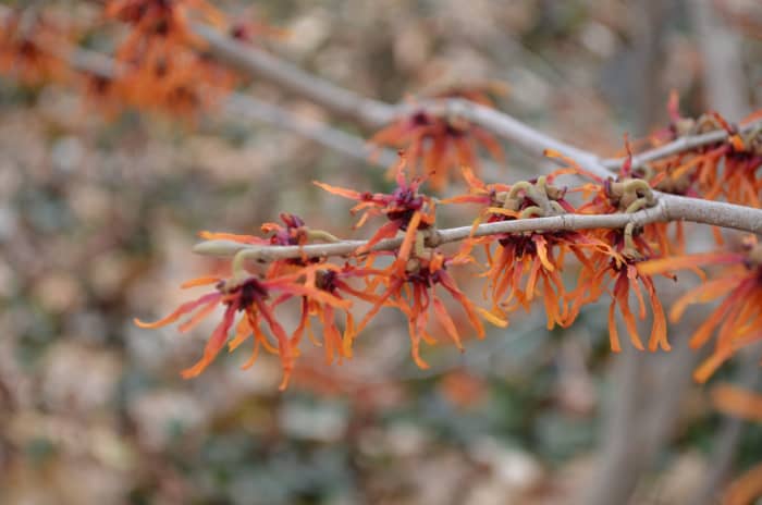 Witch Hazel - Hamamelis x Intermedia 'Diane' Hamamelidaceae. I love the colors here.