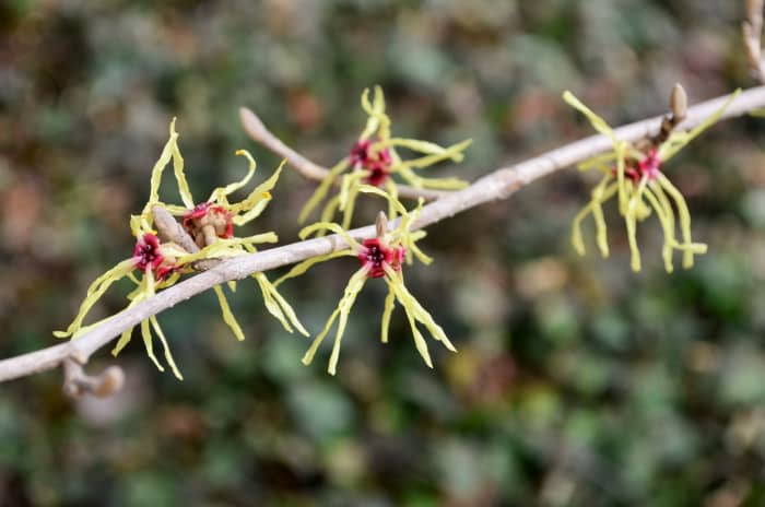More pretty colors, especially before other flowers are blooming. I like it against the ivy in the background. 'Moonlight' Hamamelis x Intermediate Hamamelidaceae.