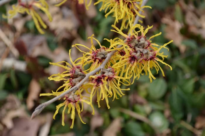 Witch Hazel - Hamamelis 'Heinrich Bruns.' Look at these interesting little flowers! They are unlike any others I know of. Such neat colors at the end of a colorless winter in the area.