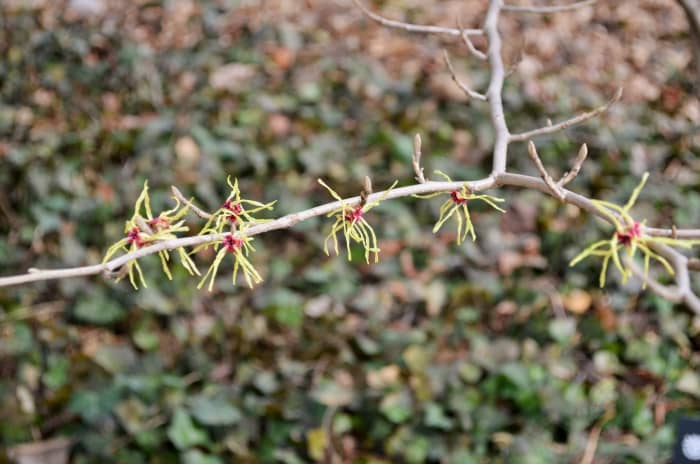 'Moonlight' Hamamelis x Intermediate Hamamelidaceae. Witch Hazel flowers in early spring.