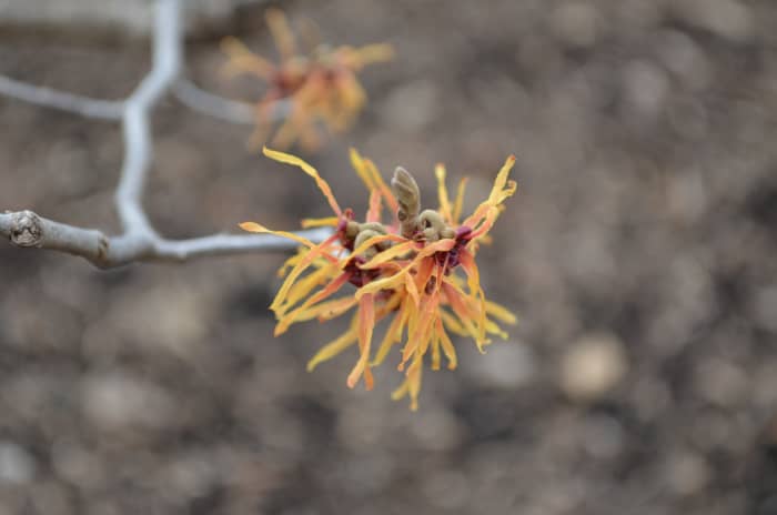 Hamamelis x Intermedia 'Fire Charm.' Hamamelidaceae. I love the color variations on this witch hazel tree.
