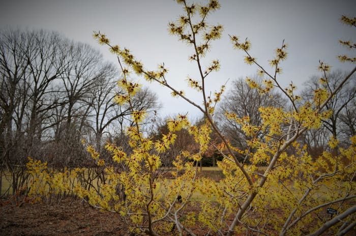 Hamamelis x Intermedia 'Pallida' Hamamelidaceae. A pretty blooming witch hazel shrub.