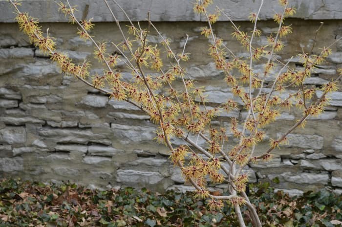 A lovely little tree in the very early springtime. It is called Witch hazel Hamamelis x Intermedia 'Aurora' Hamamelidaceae.