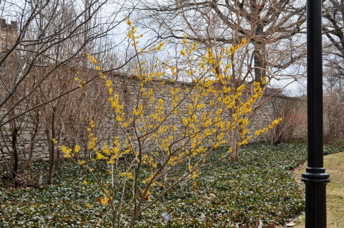 Hamamelis x Intermediate 'Doerak' Hamamelidaceae. A lovely bright little Witch Hazel Tree with bright yellow blooms.