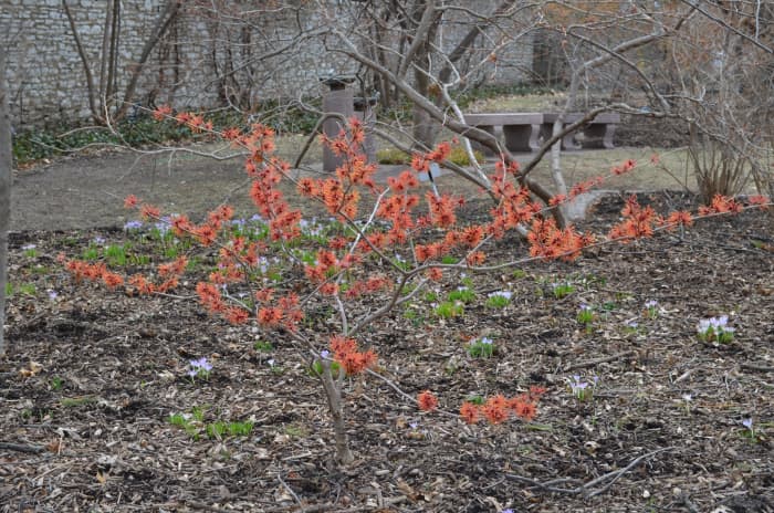 I love the blooms on this one, but I don't have the name for it. You can see it is still wintertime, and dreary somewhat. The color really stands out in this case, and is a welcome site. Snow crocus in the background too.