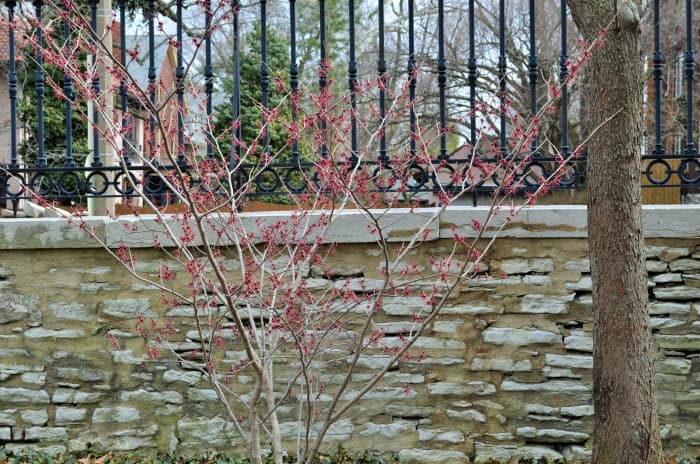 This one, while the blooms are a little hard to see, are a very pretty color. A very early bloomer as well, when almost nothing else is blooming. Witch hazel "Birgit" Hamamelidaceae.
