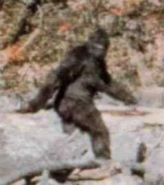 Known as the Patterson-Gimlin film, this is by far the most famous and controversial film on the subject.