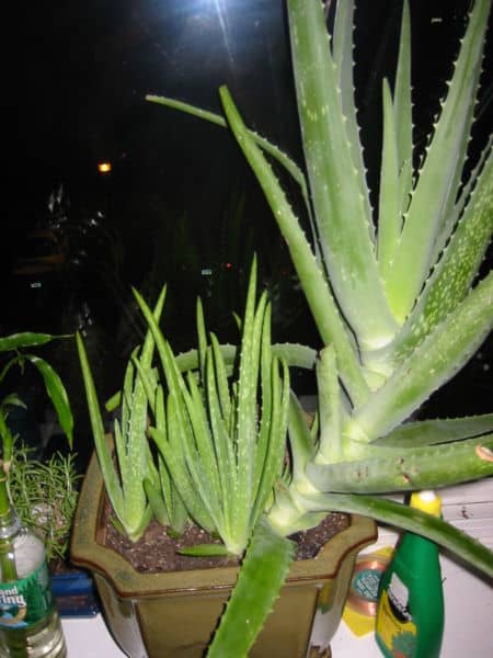 We have huge aloe plants that grow outdoors year-round, and when the pups come in my youngest son transplants them and puts them in his “aloe nursery”, then proceeds to distribute them as gifts throughout our community.