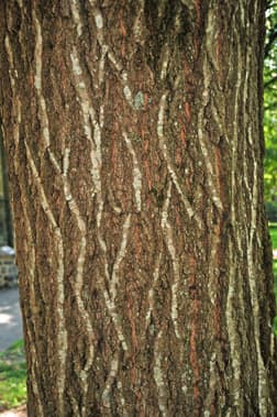 The bark of the mature tree is scaly, shallow, and said to resemble "ski tracks". Underneath the bark is reddish or pink in color.