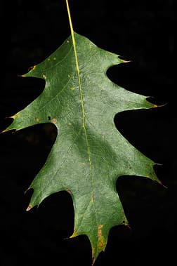 The leaf of the Northern Red Oak is oblong, with 7 to 11 wavy lobes, tapering off to irregularly shaped pointy tips.