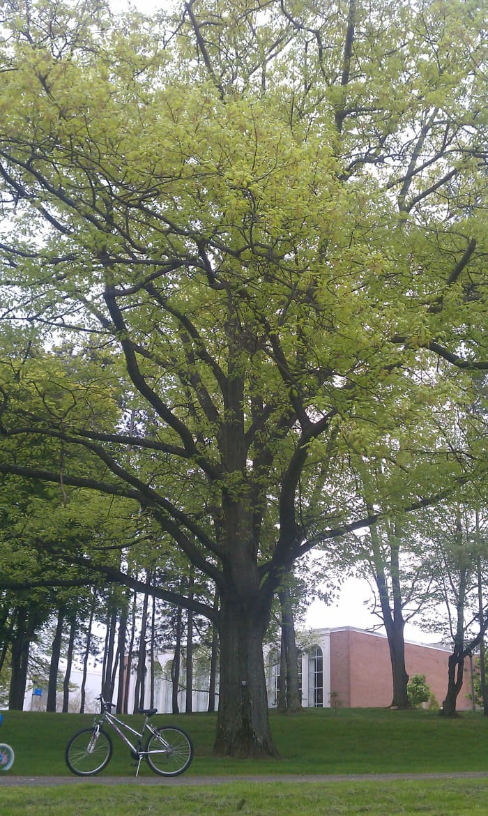 ... help create optimum growing conditions for the Northern Red Oak, which can grow up to 165 feet and live to be 500 years old!
