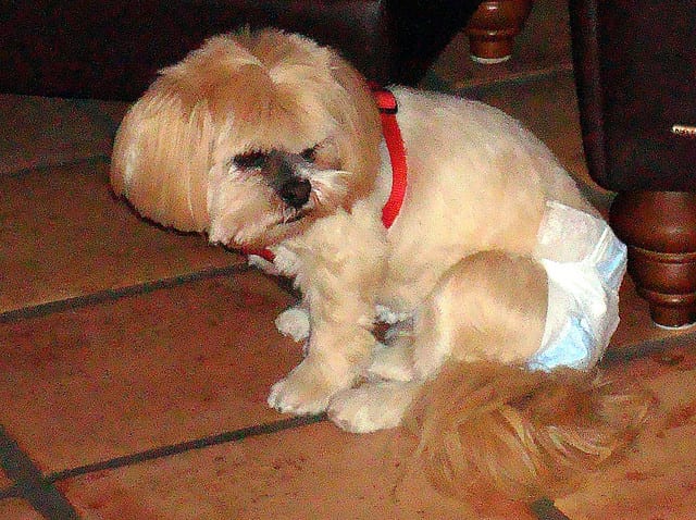 Doggy diapers can help owners cope with the issue of canine incontinence.